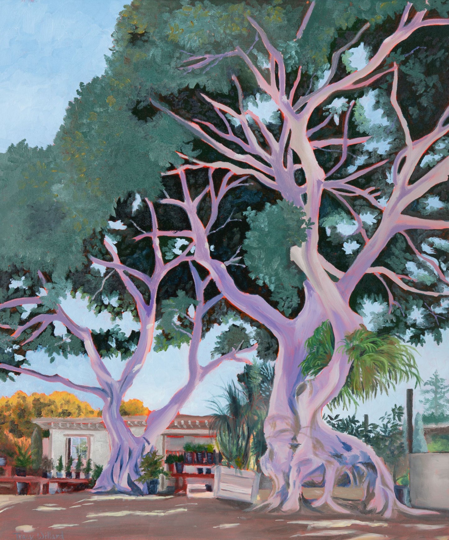 Anderson's Ficus